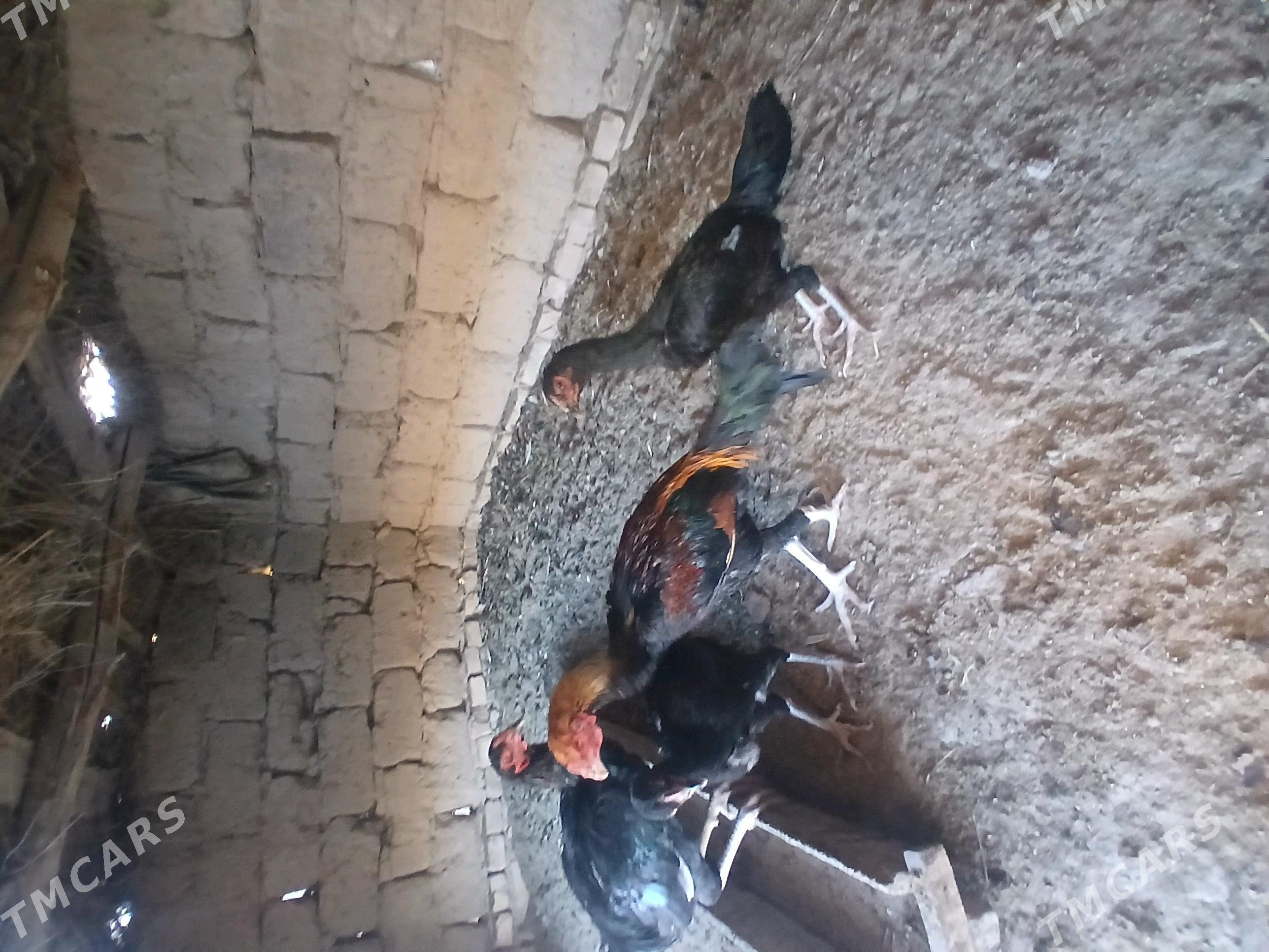 байсог жужелер - Çärjew - img 7