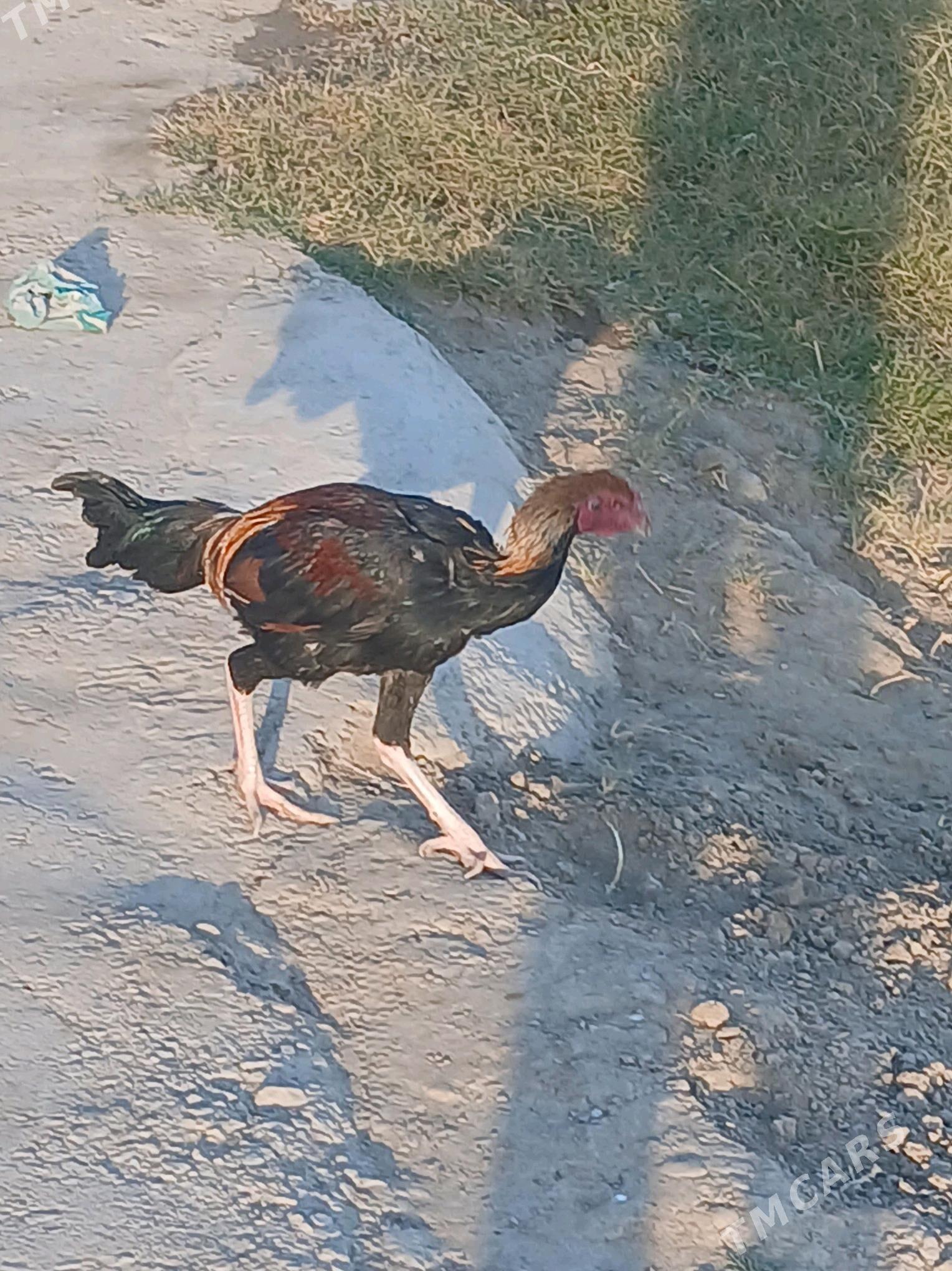 байсог жужелер - Çärjew - img 6