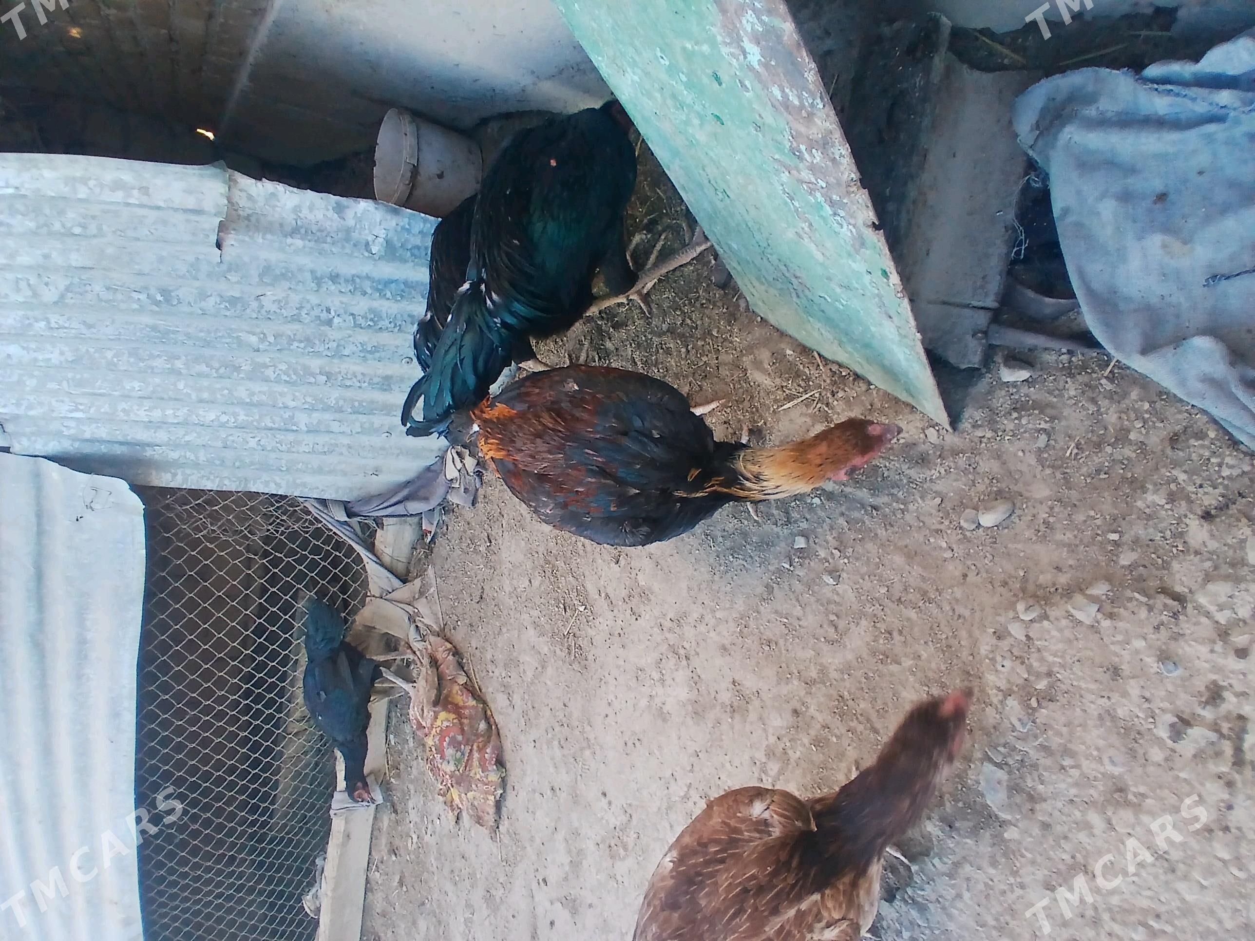 байсог жужелер - Çärjew - img 8