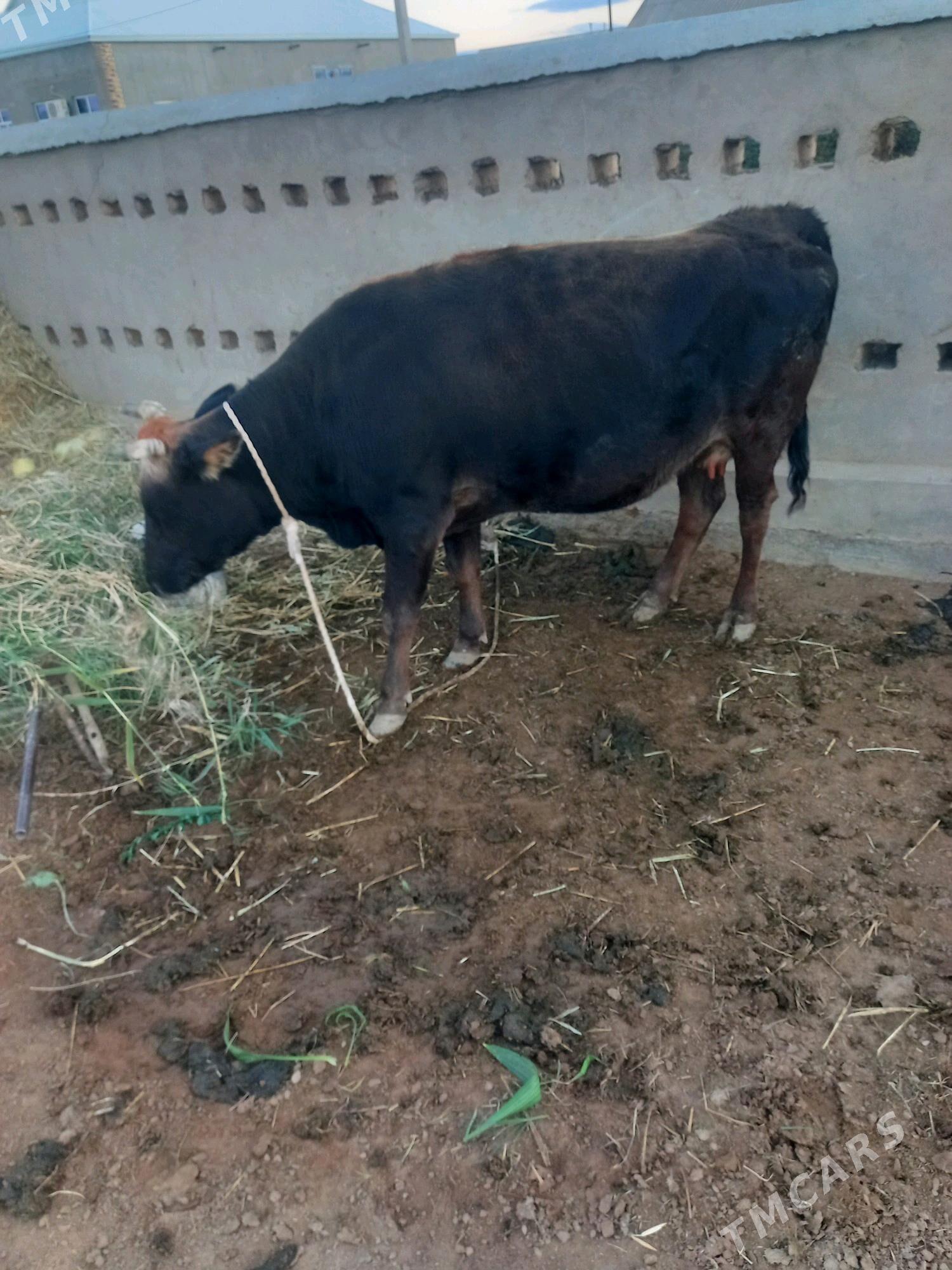 Sygyr - Бабадайхан - img 2