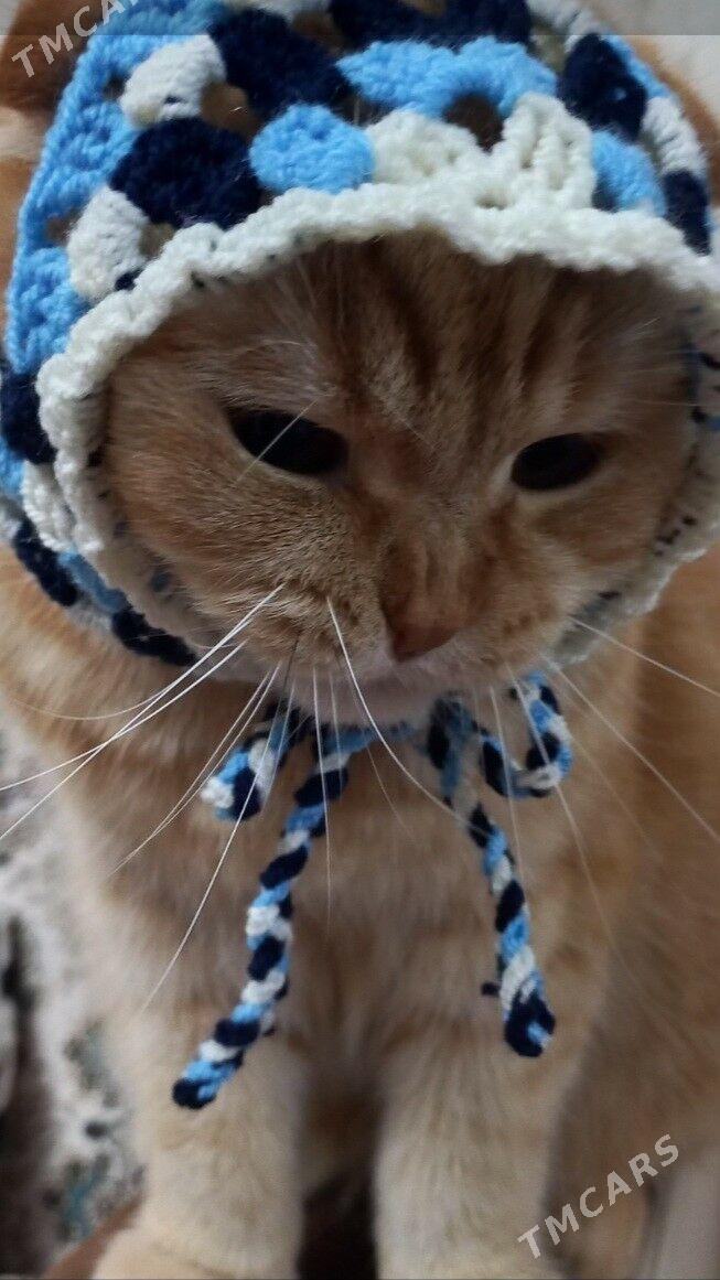 шапочка-косынка для кошек - 2 mkr - img 3