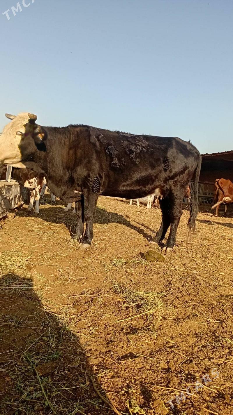 Sygar - Bedew - img 2