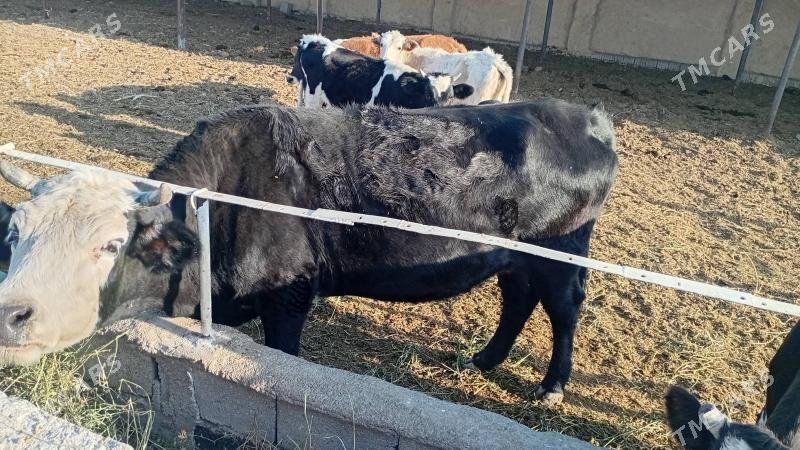 Sygar - Bedew - img 3