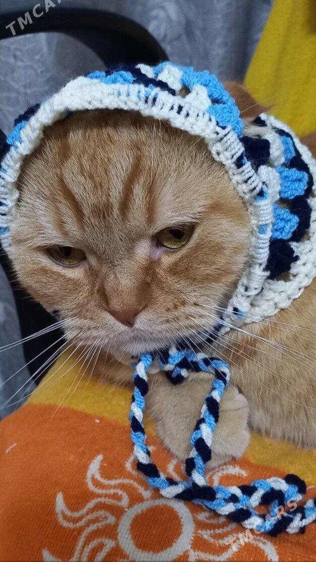 шапочка-косынка для кошек - 2 mkr - img 4