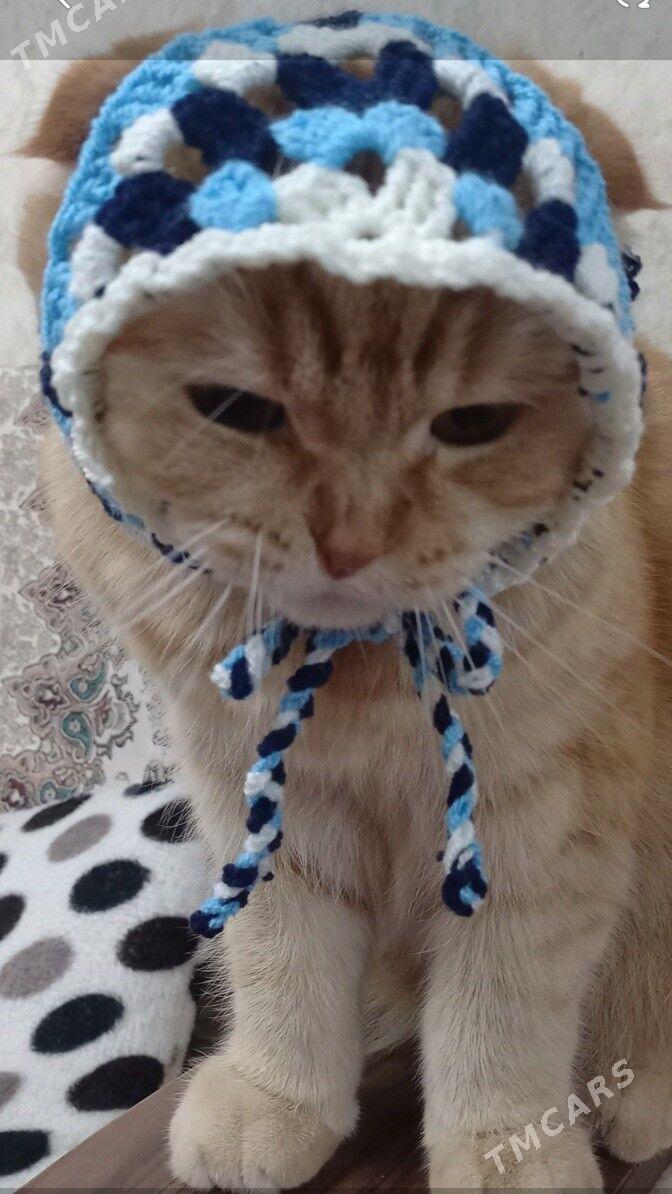 шапочка-косынка для кошек - 2 mkr - img 6