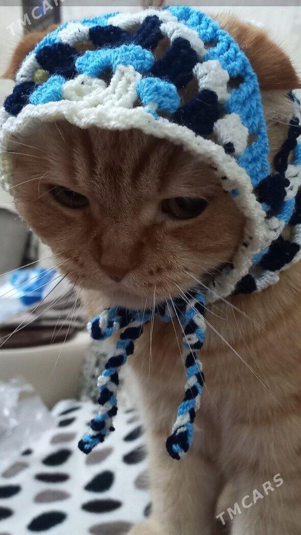 шапочка-косынка для кошек - 2 mkr - img 5