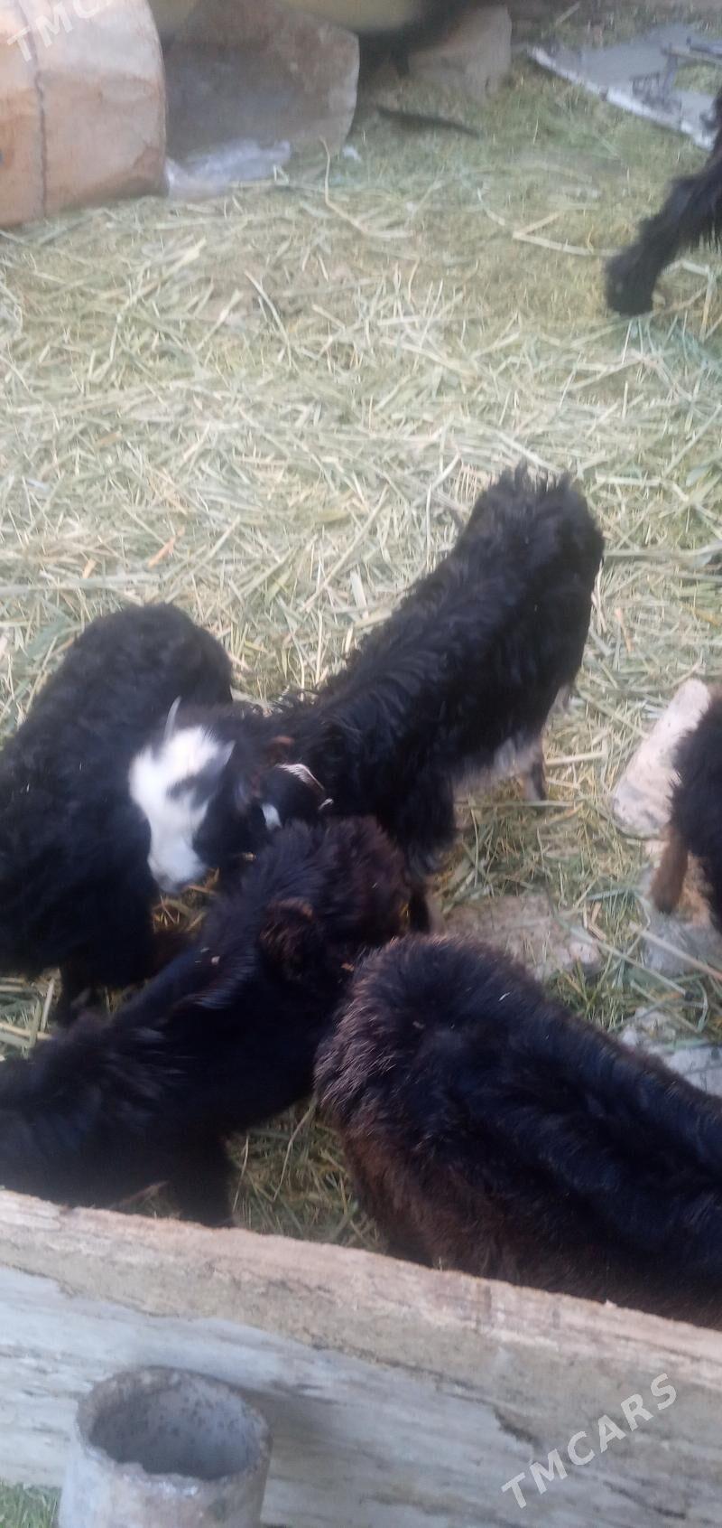 owlak - Гызыларбат - img 3