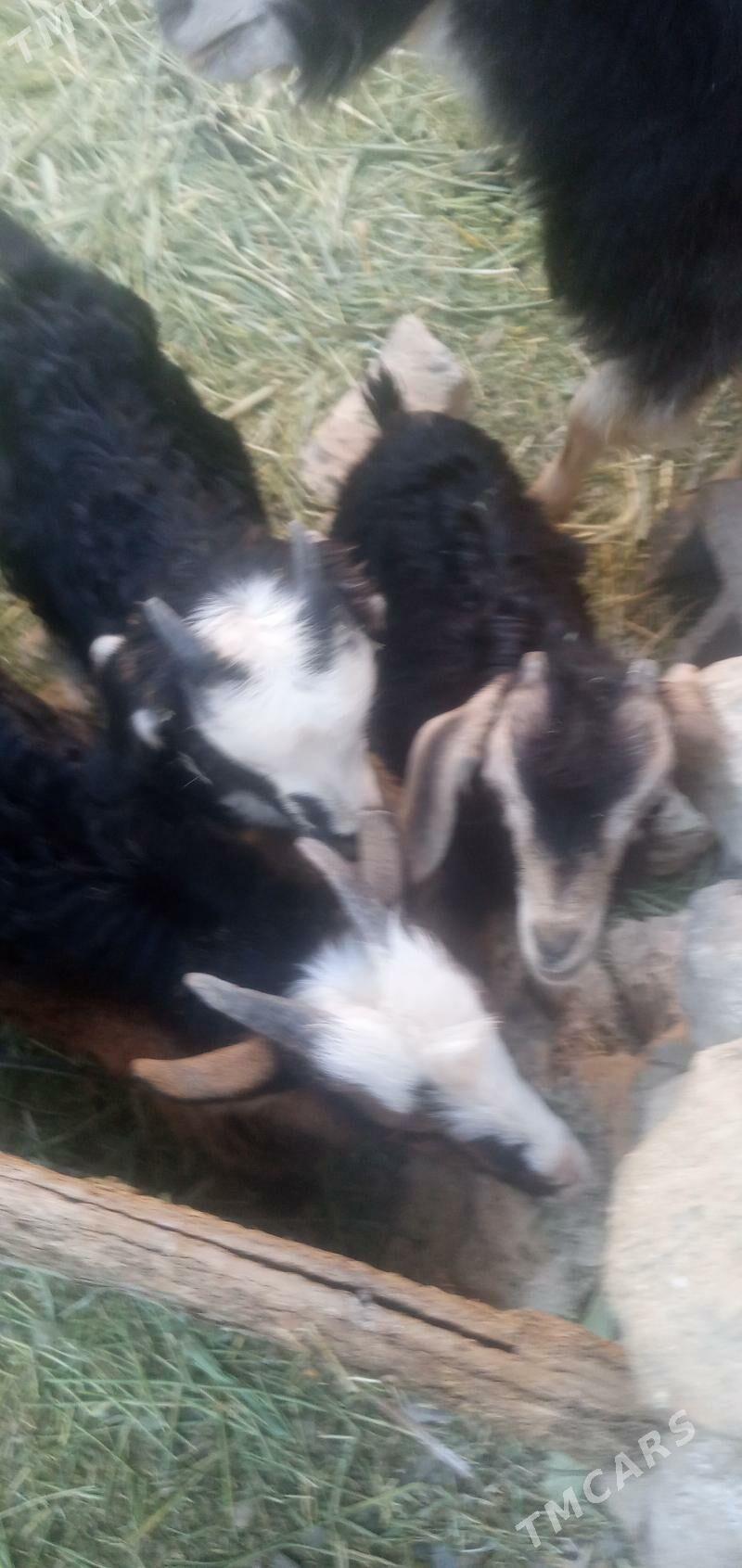 owlak - Гызыларбат - img 2