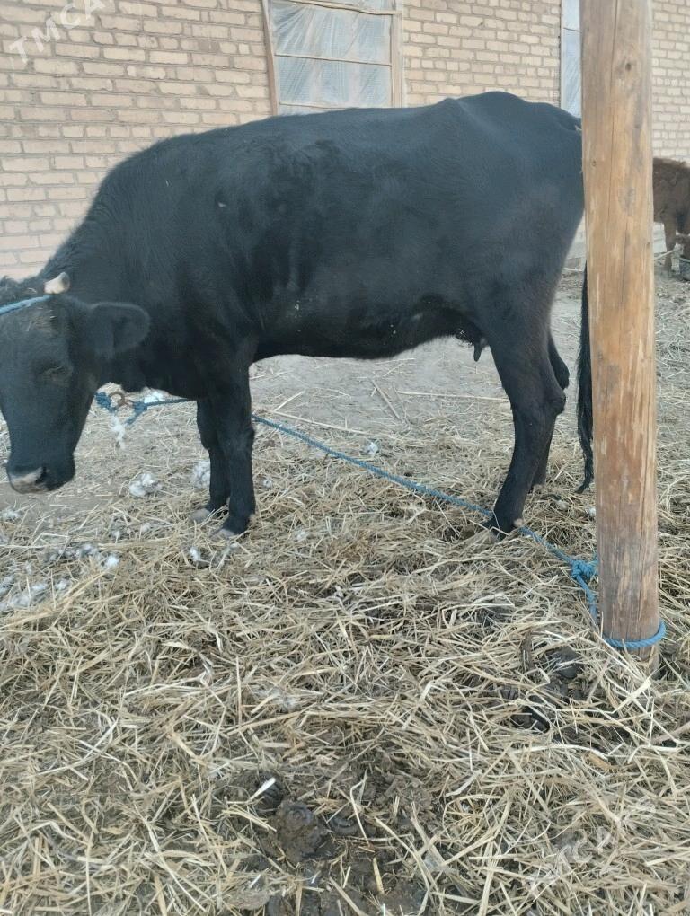 саглык сыгыр - Çärjew - img 4