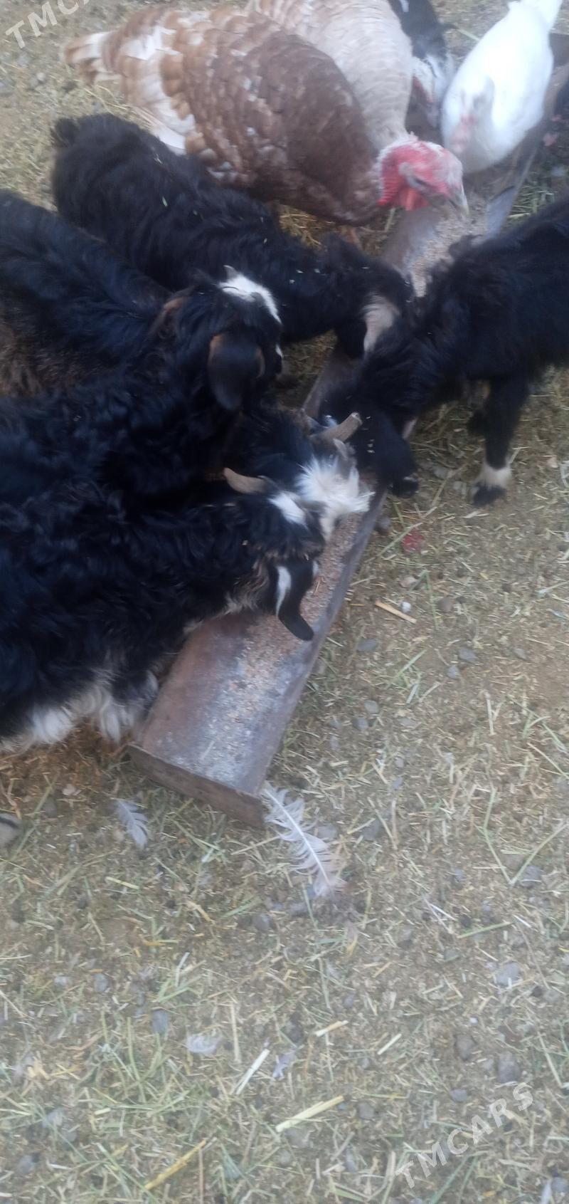 owlak - Гызыларбат - img 1