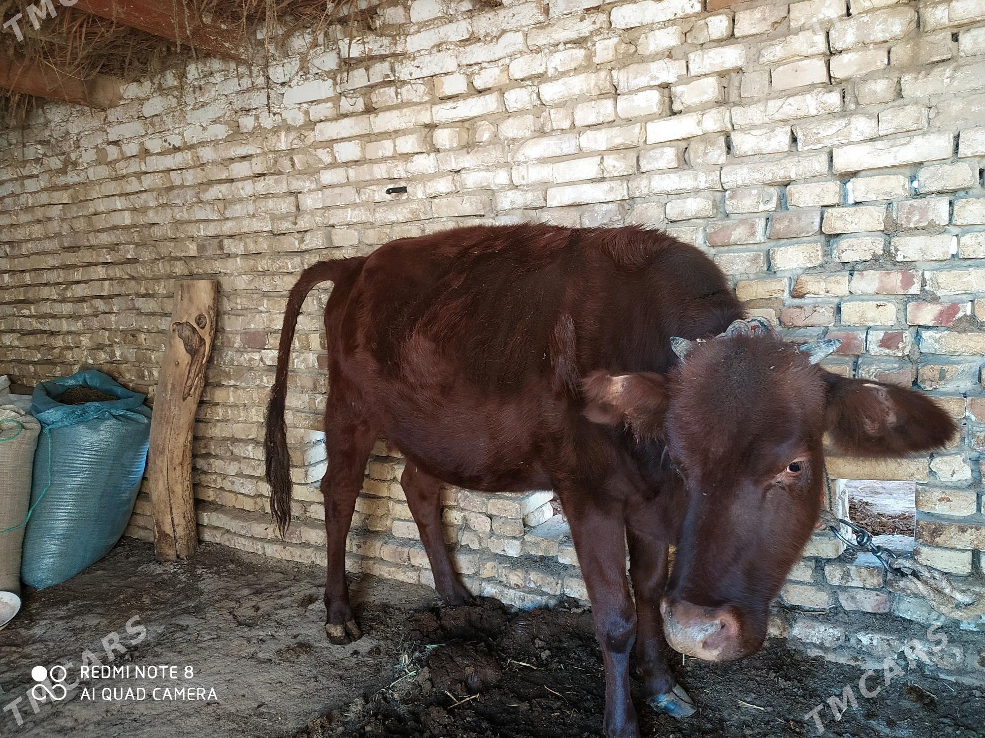 Gulajyn, 2 ýaşar - Байрамали - img 3