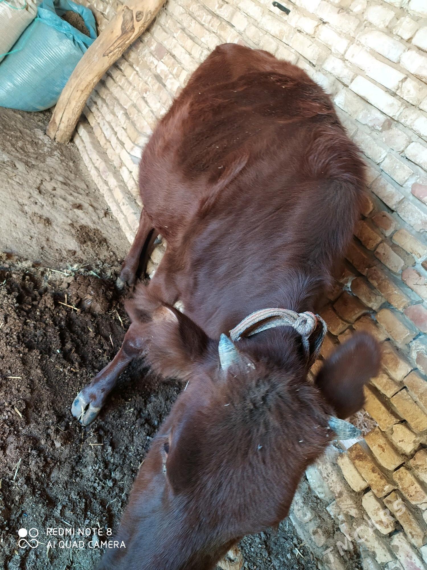 Gulajyn, 2 ýaşar - Байрамали - img 4