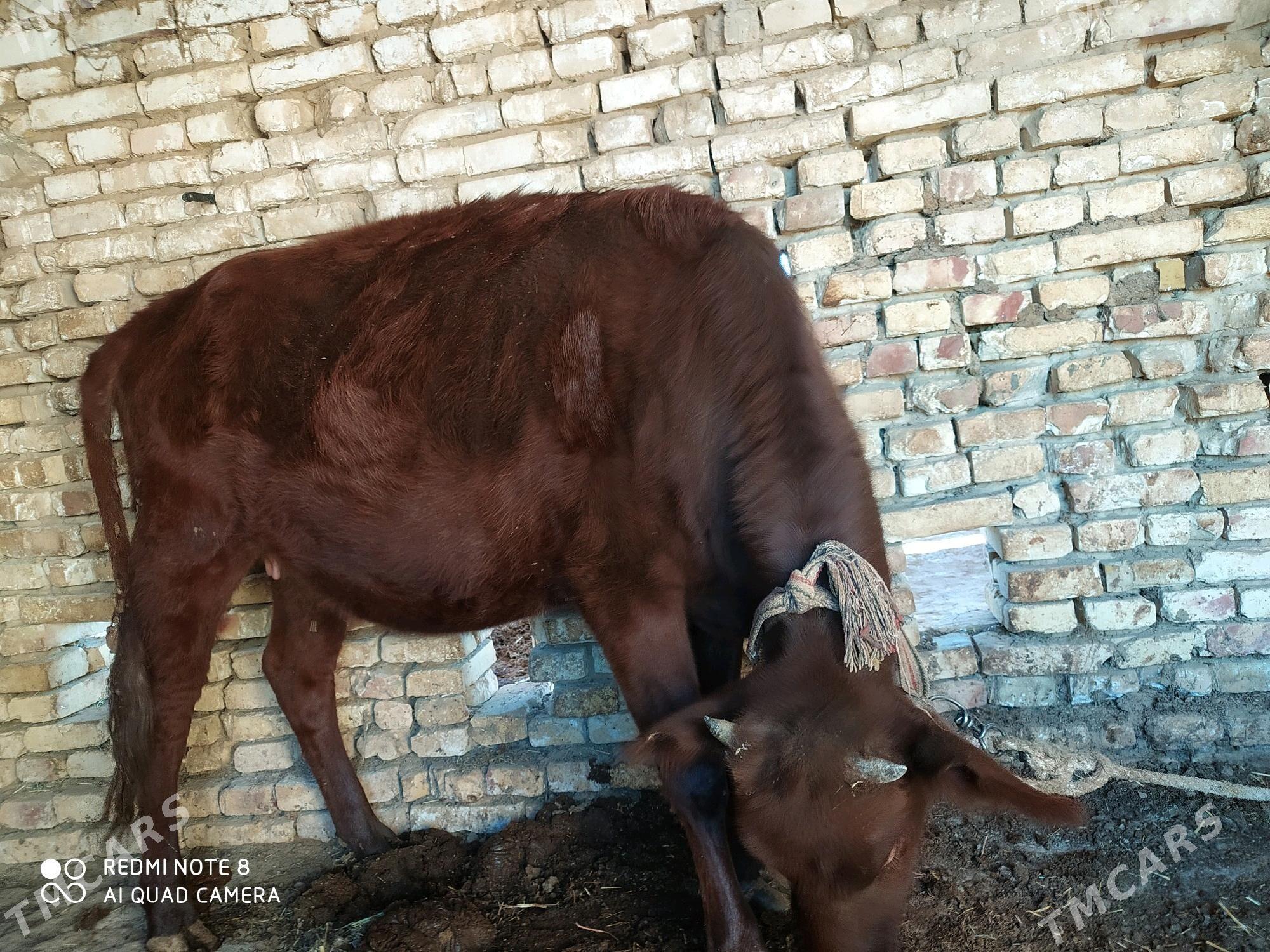 Gulajyn, 2 ýaşar - Байрамали - img 2