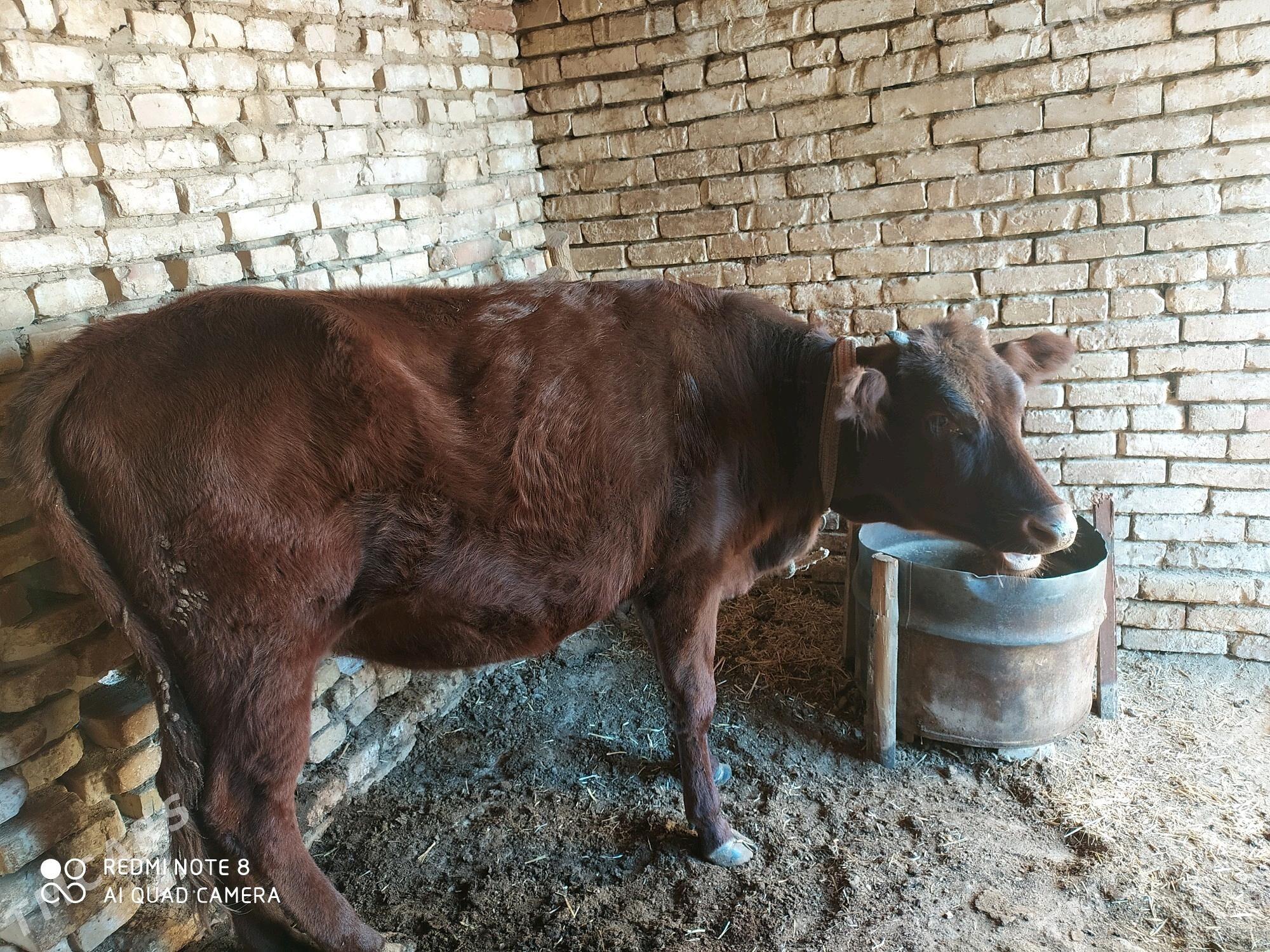 Gulajyn, 2 ýaşar - Байрамали - img 5