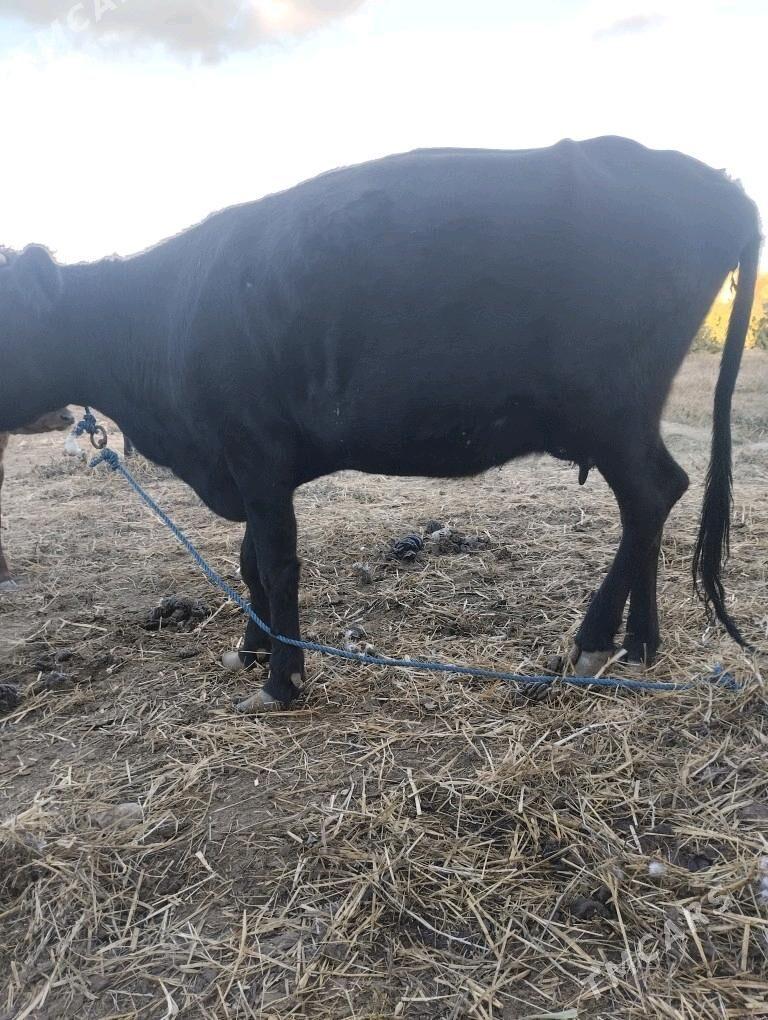 саглык сыгыр - Çärjew - img 3