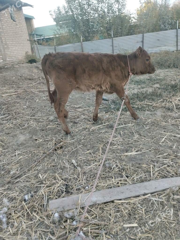 саглык сыгыр - Çärjew - img 6