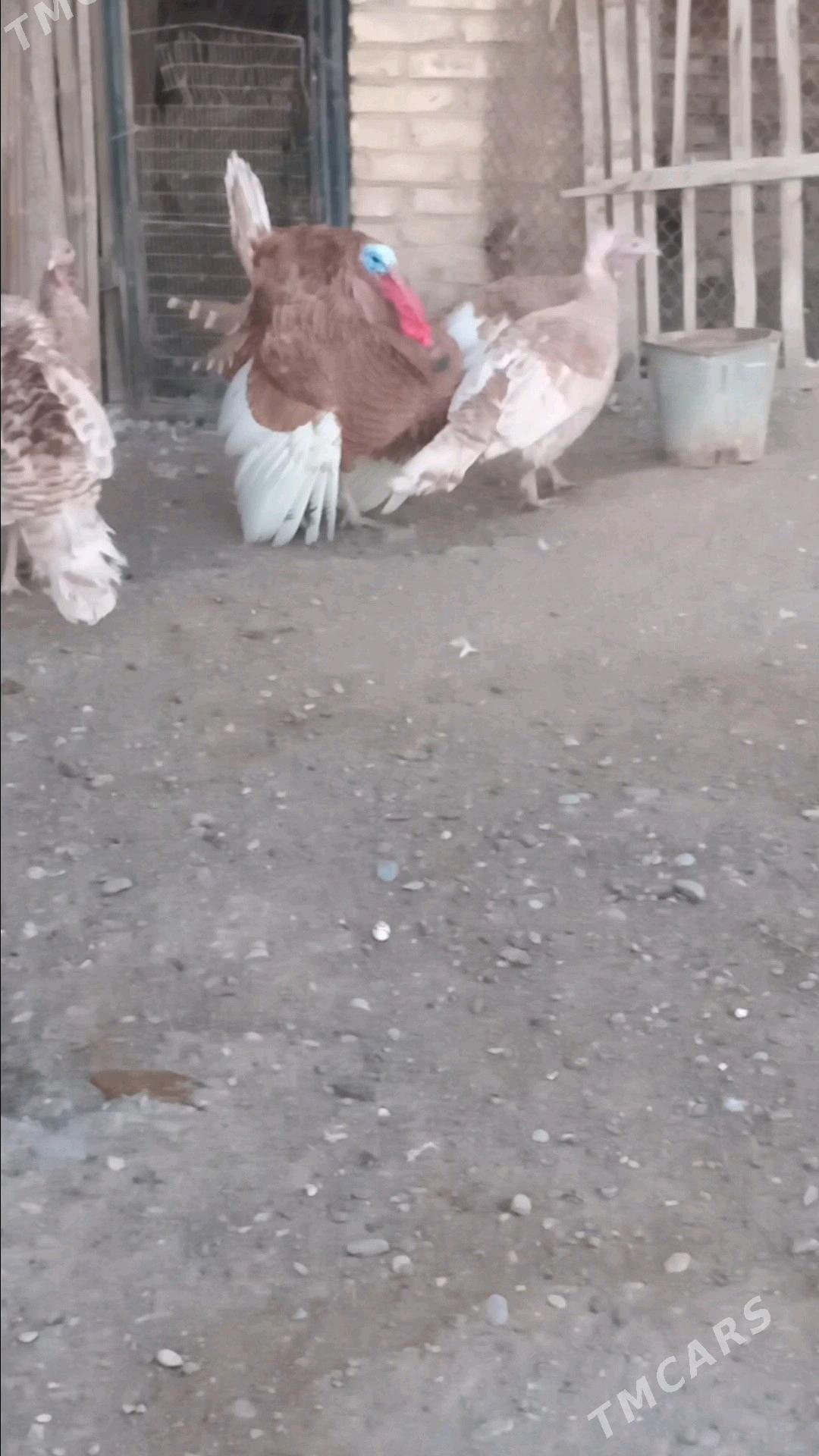 индук - Wekilbazar - img 1