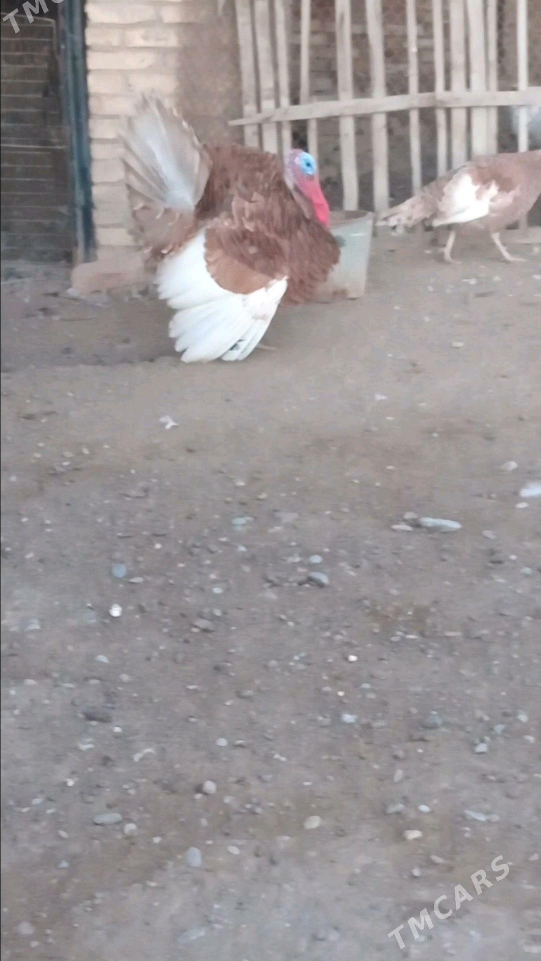 индук - Wekilbazar - img 3