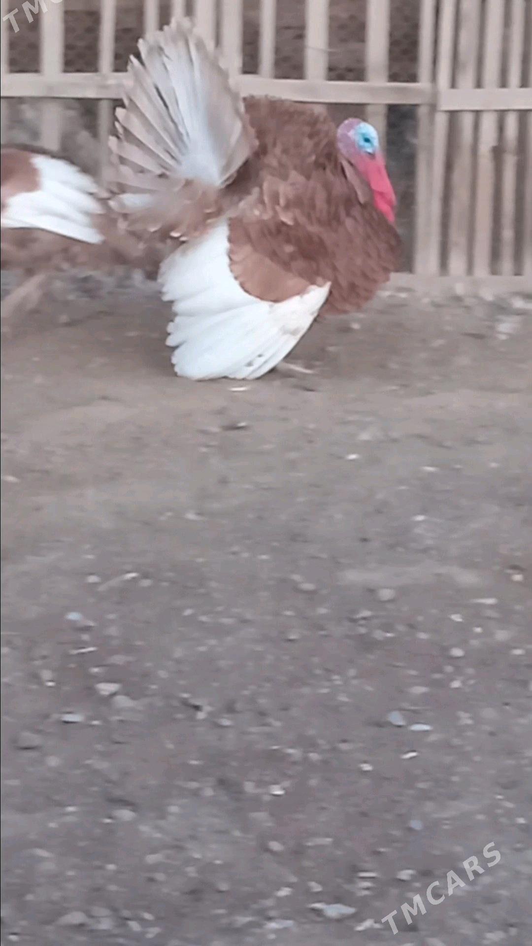 индук - Wekilbazar - img 2