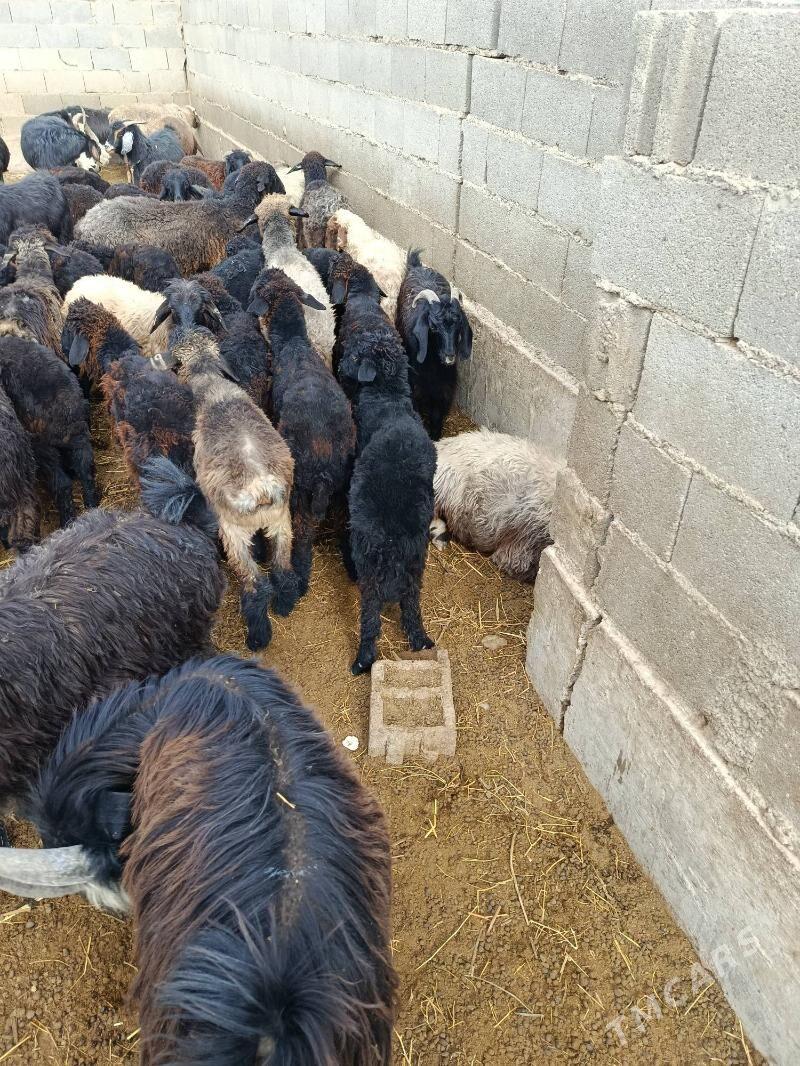 tokly - Бахарден - img 3