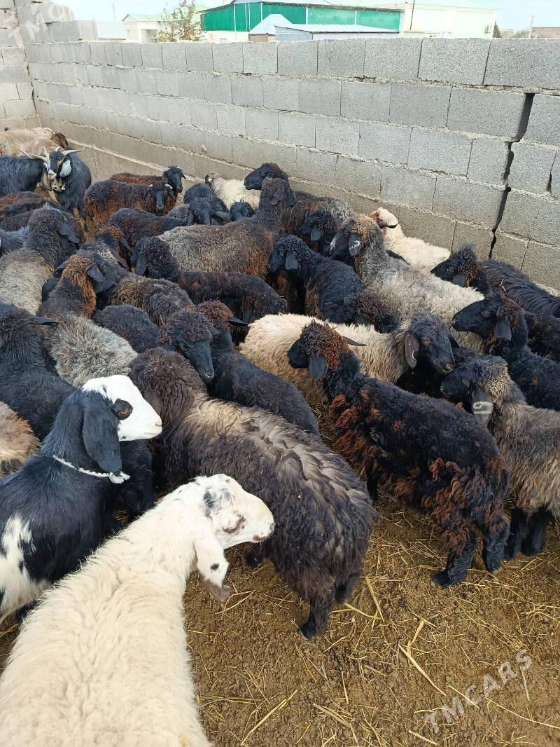 tokly - Бахарден - img 2