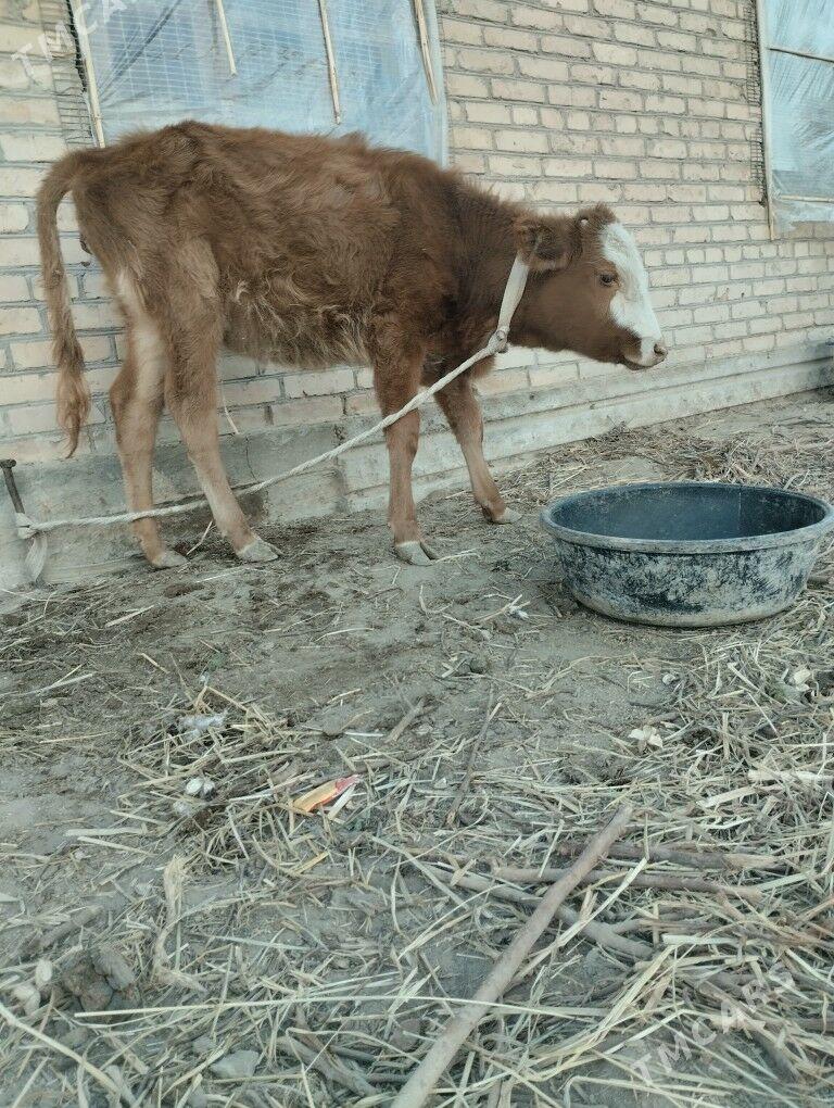 унажын окизче - Çärjew - img 2