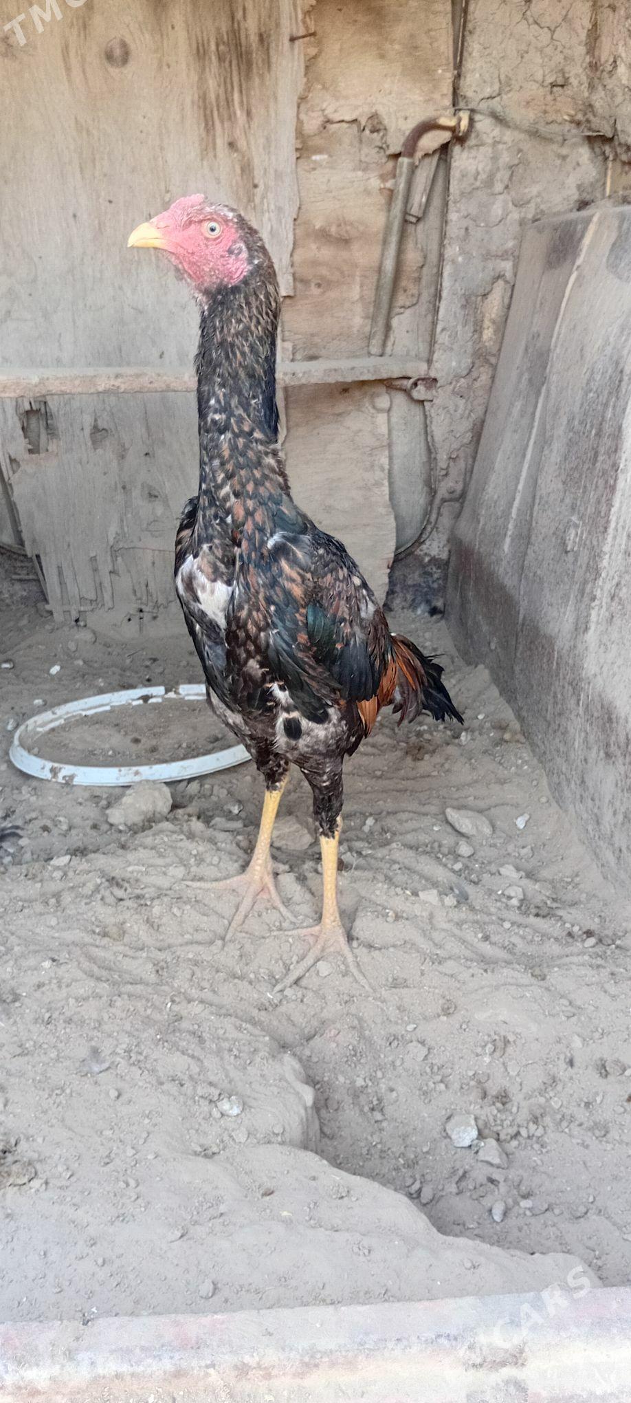 Bayes juyje - Baýramaly - img 2