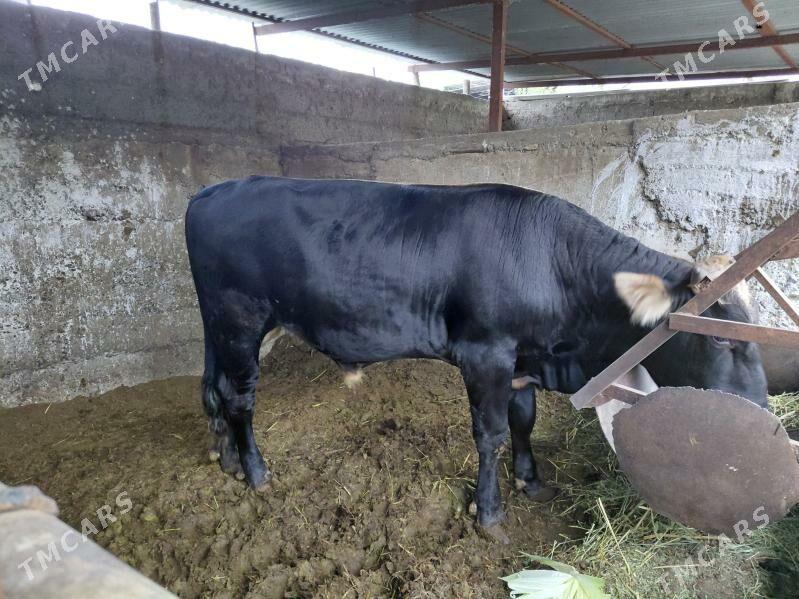 Okuz - Багир - img 3