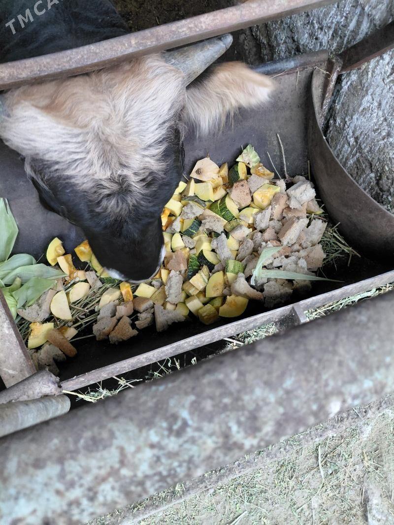 Okuz - Багир - img 2