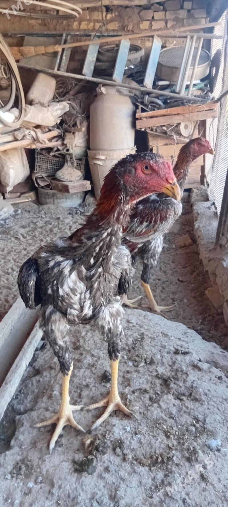 Bayes juyje - Байрамали - img 1