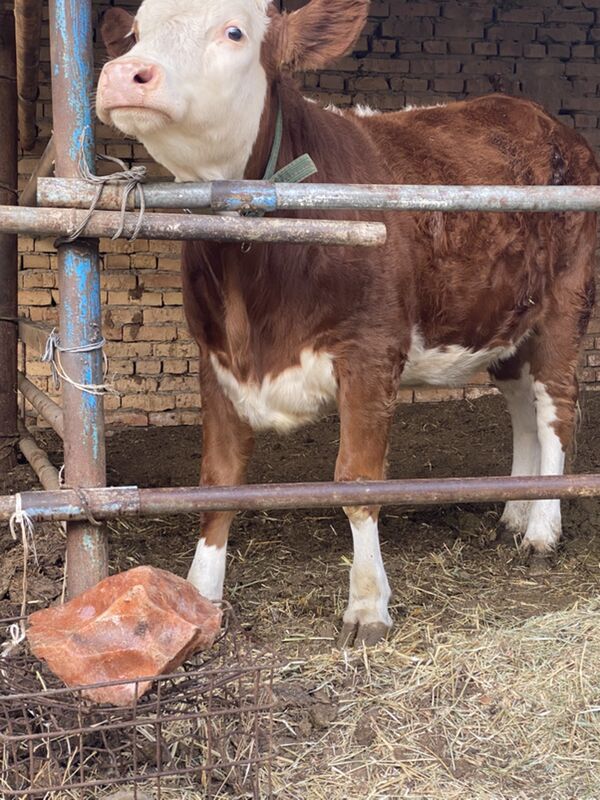 симинтал - Türkmenabat - img 2