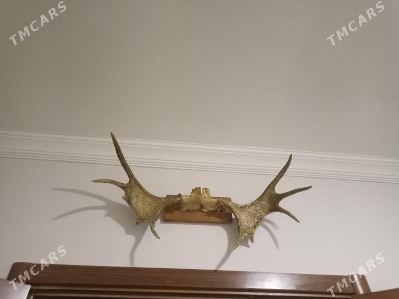 Рога, şah - 13-nji tapgyr - img 4