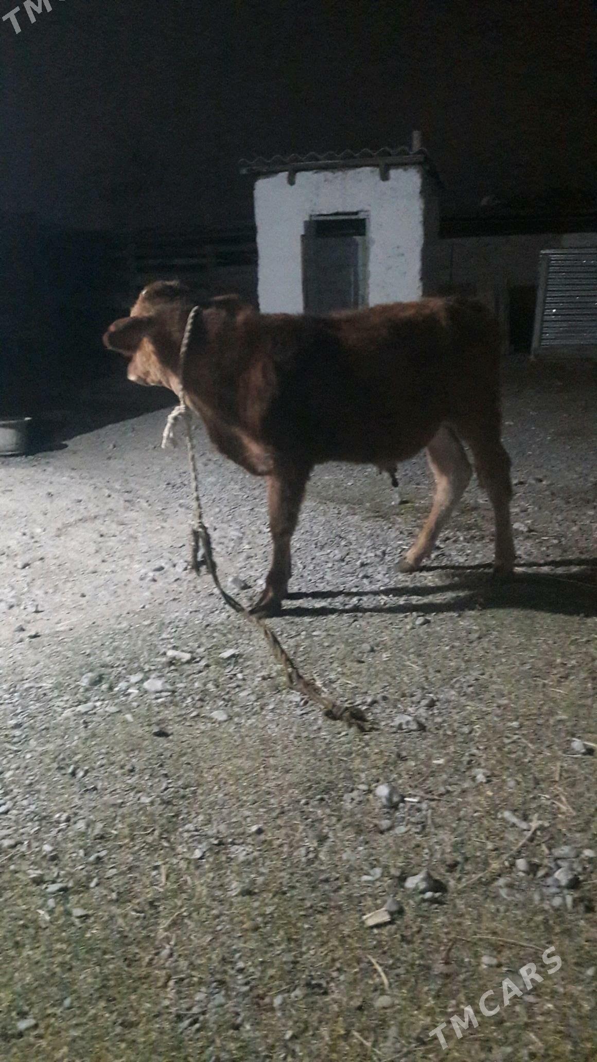 okuz - Gökdepe - img 5