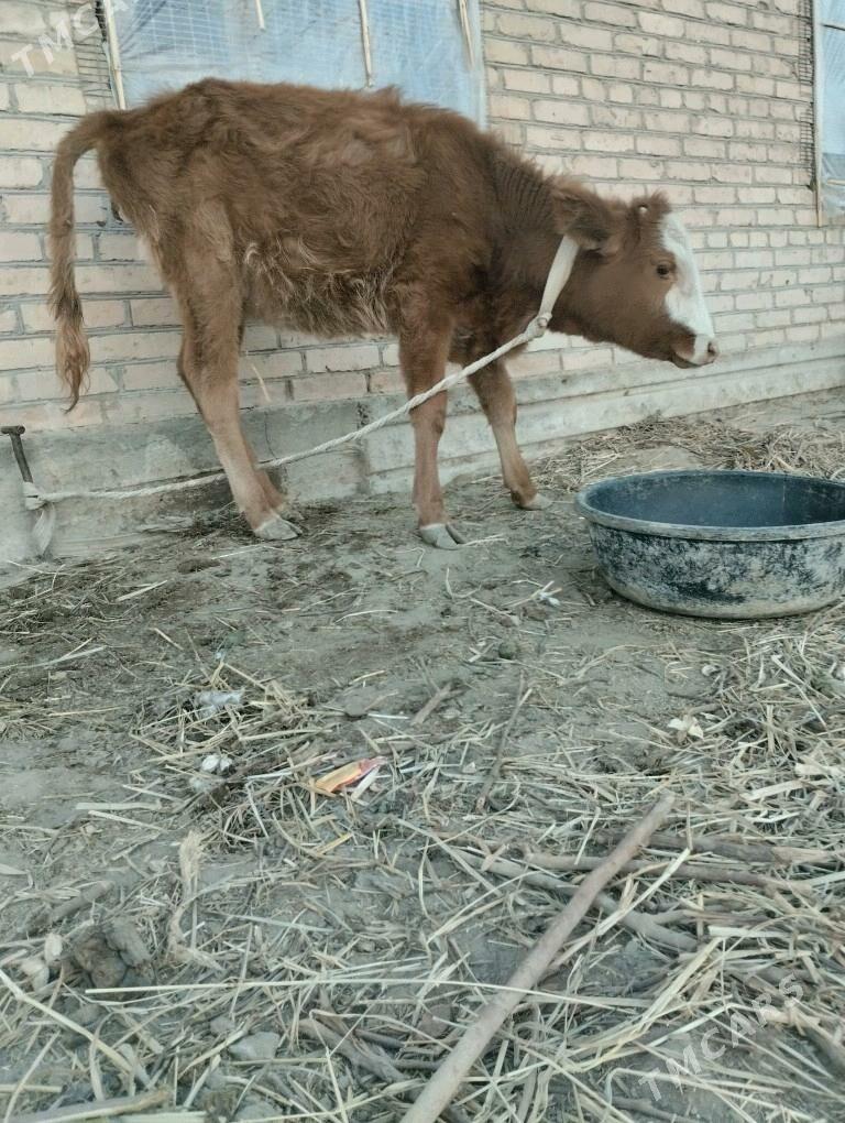 унажын окизче - Çärjew - img 1