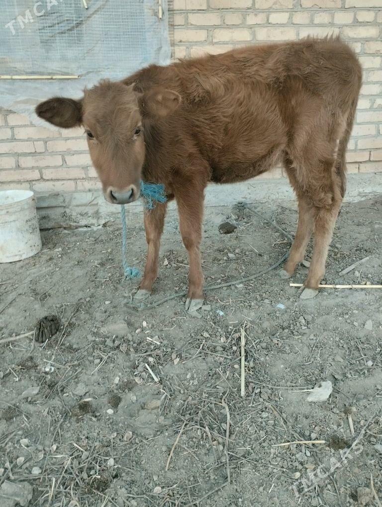 унажын окизче - Çärjew - img 4