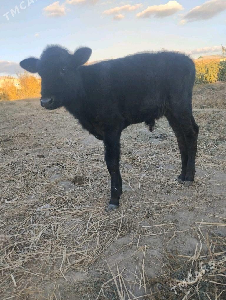 унажын окизче - Çärjew - img 6