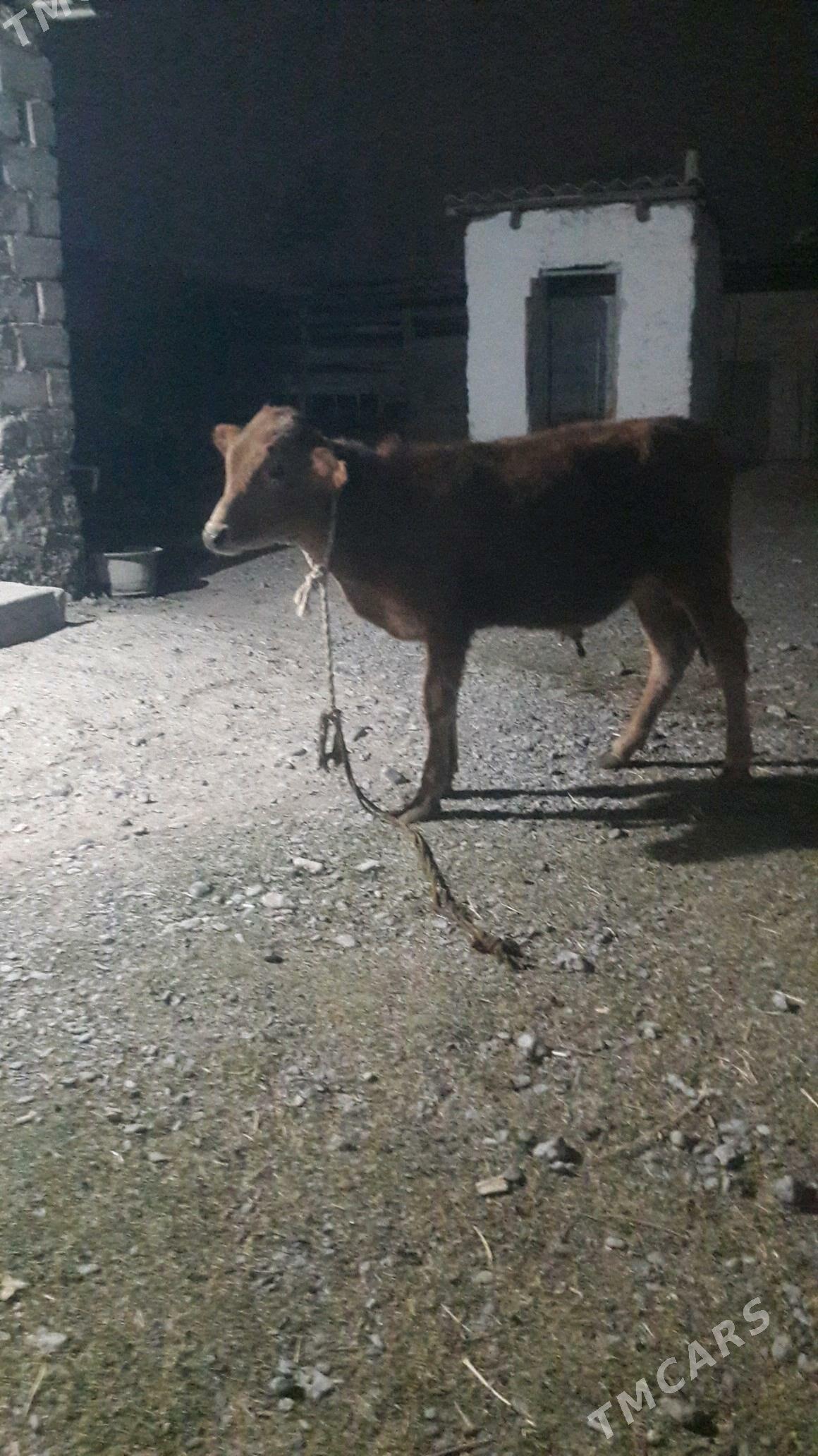 okuz - Gökdepe - img 3