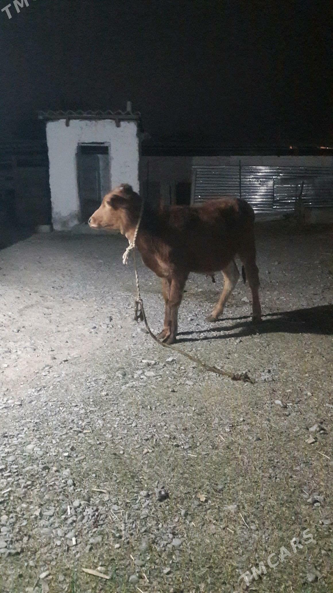 okuz - Gökdepe - img 1