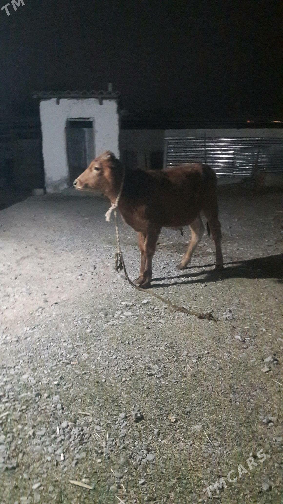 okuz - Gökdepe - img 2