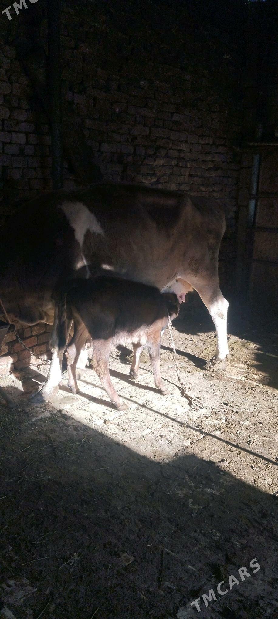 goleli sygyr - Ашхабад - img 2