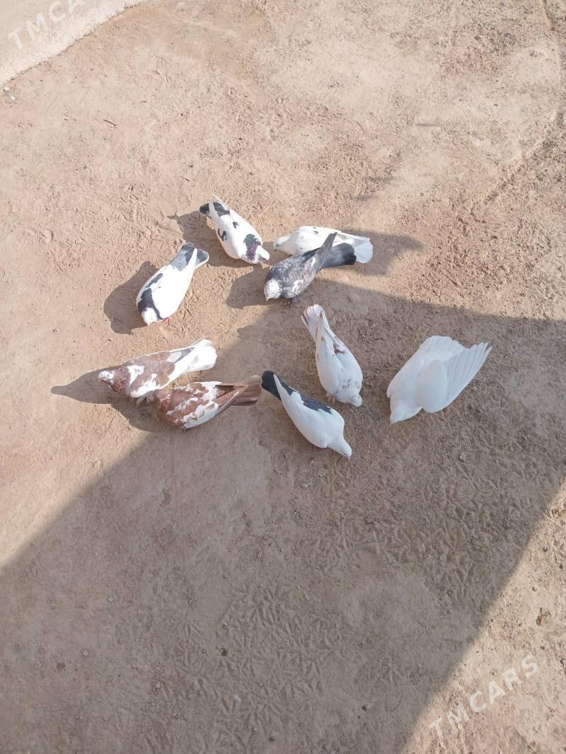 kepderi - Туркменгала - img 1