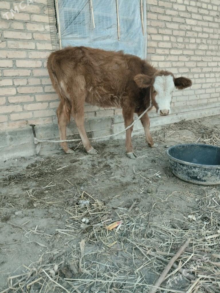 унажын окизче - Çärjew - img 3