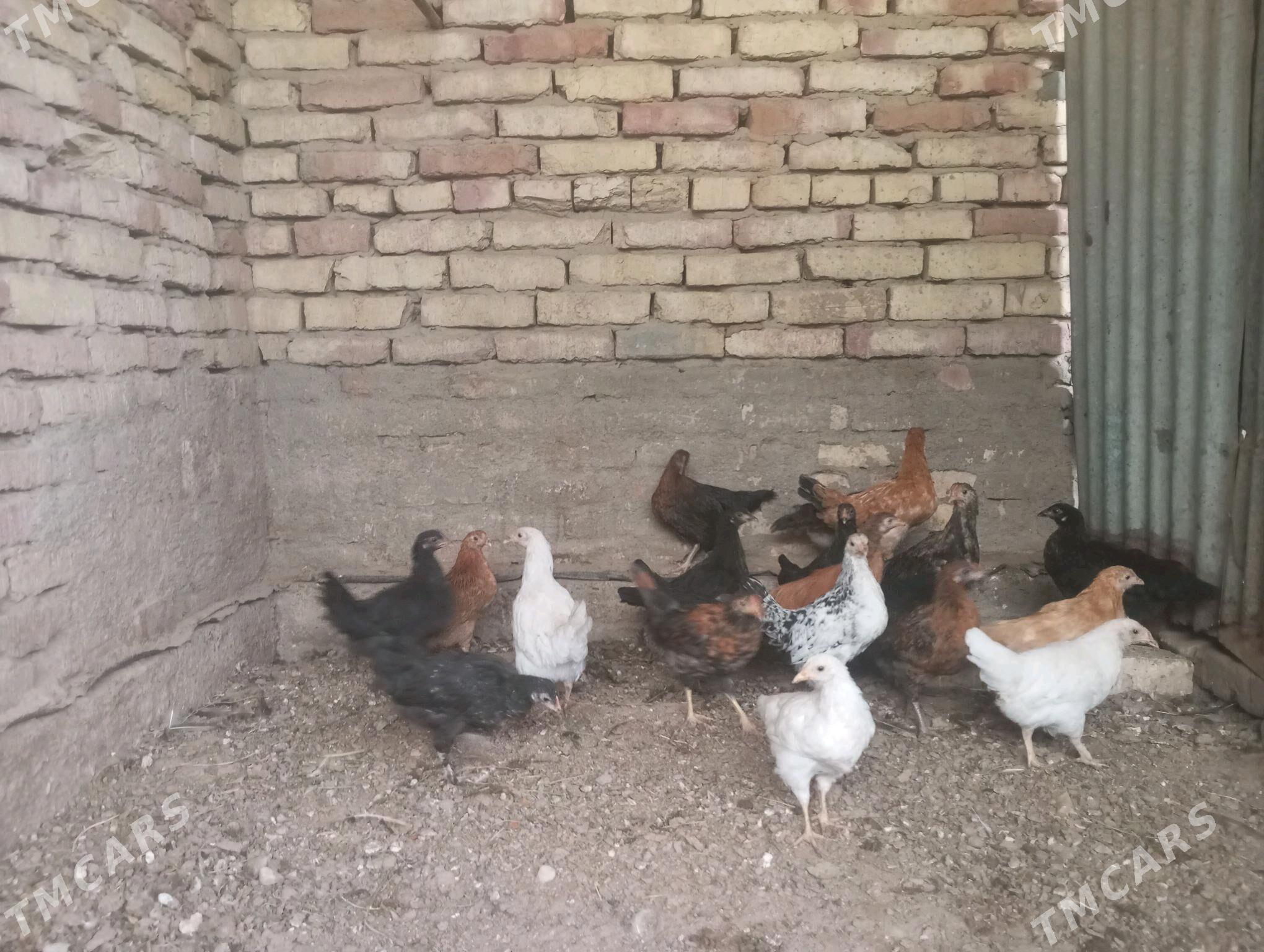 towuk jujeleri - Сакарчага - img 3