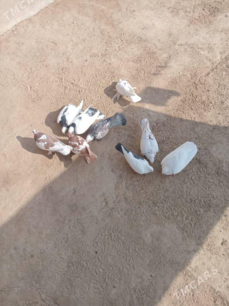 kepderi - Туркменгала - img 3