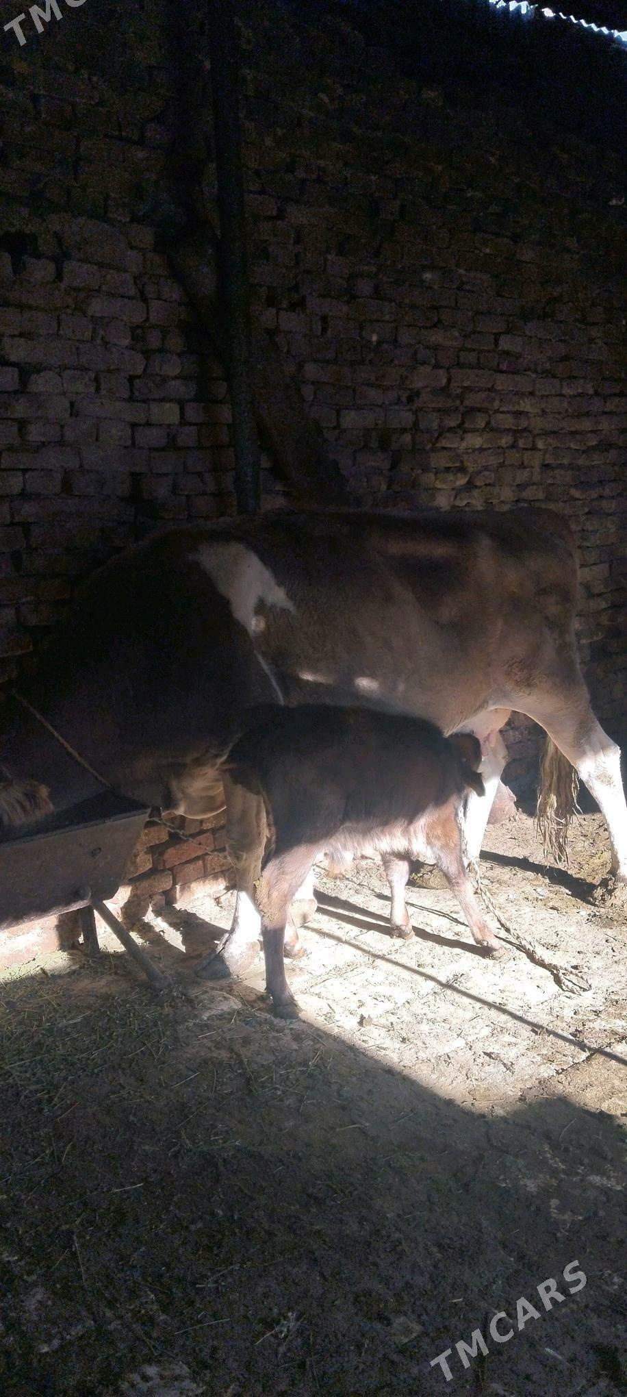 goleli sygyr - Ашхабад - img 1