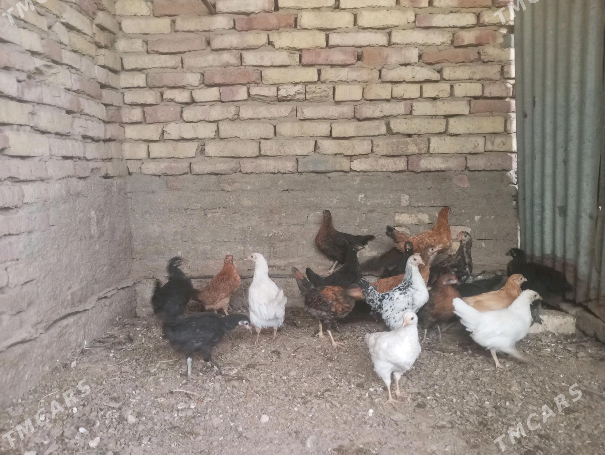 towuk jujeleri - Сакарчага - img 2