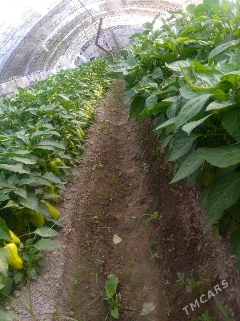 balgarski nahal - Çärjew - img 2