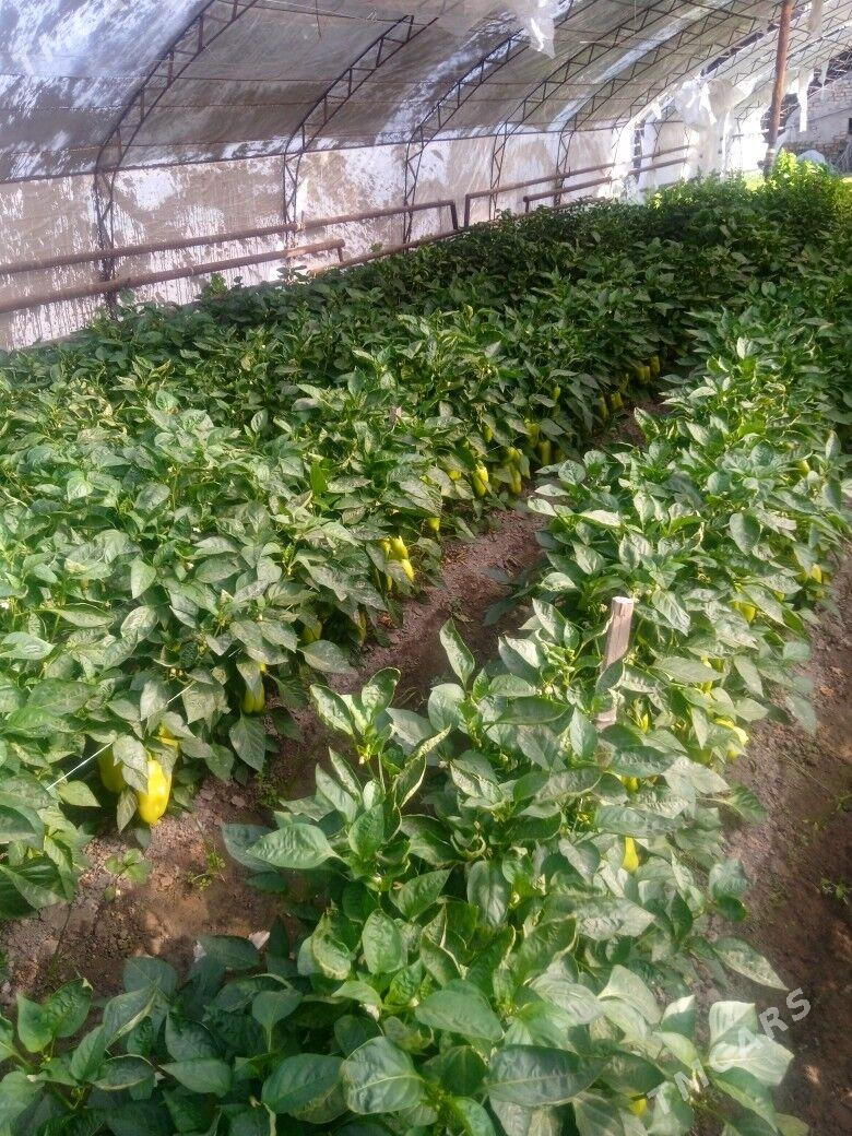 balgarski nahal - Çärjew - img 1