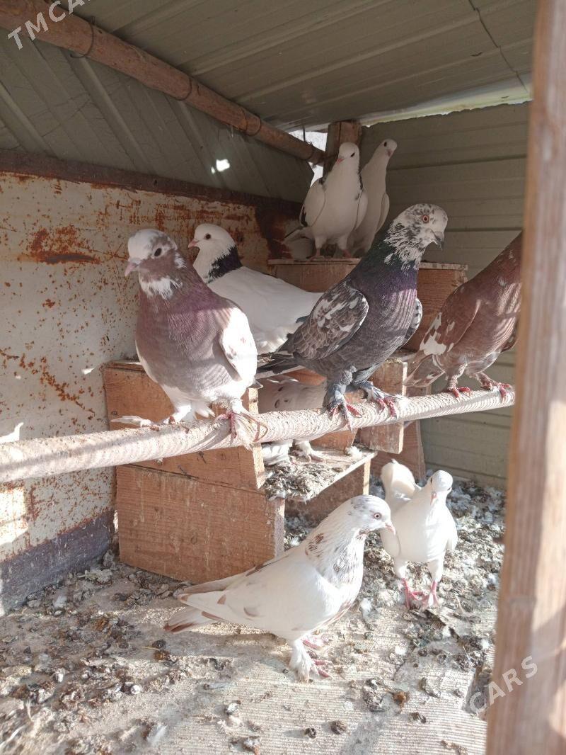 kepderi - Туркменгала - img 2