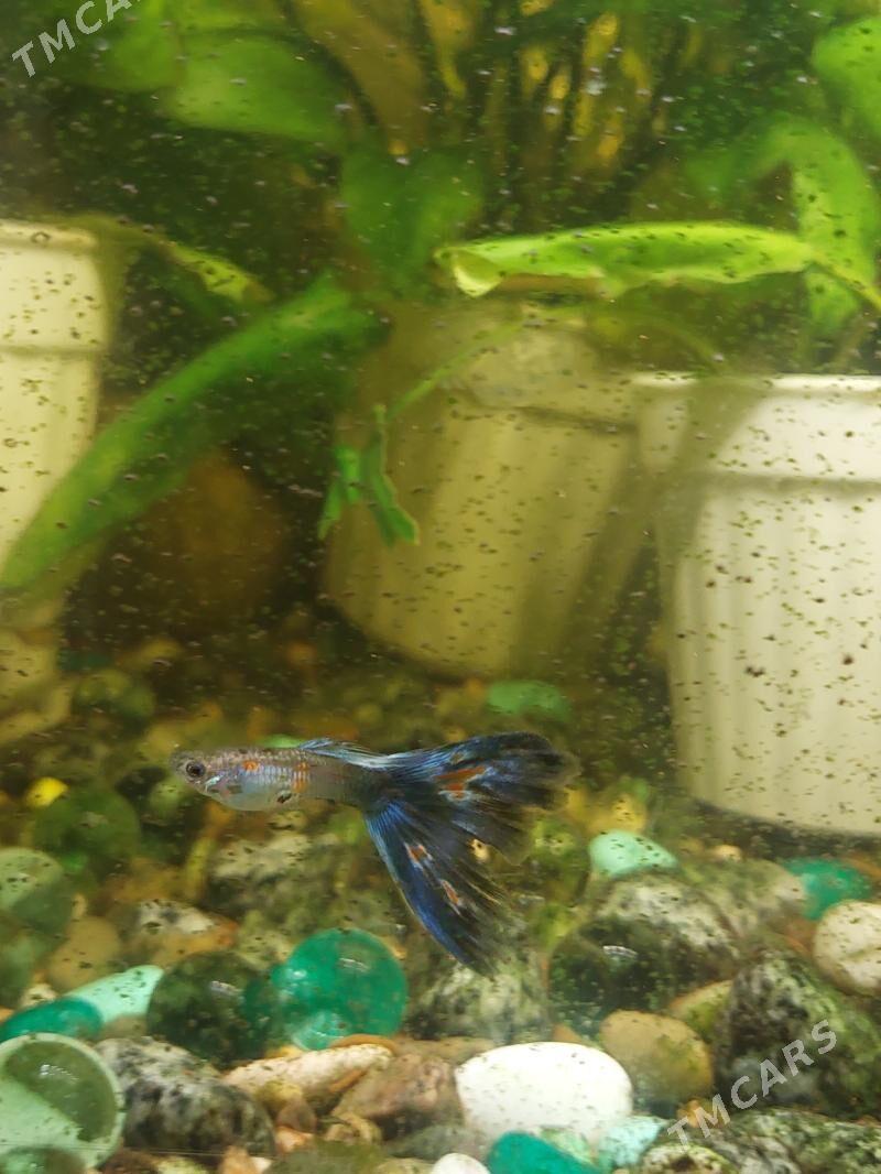 AKWARIUM BALYK - 8 мкр - img 10